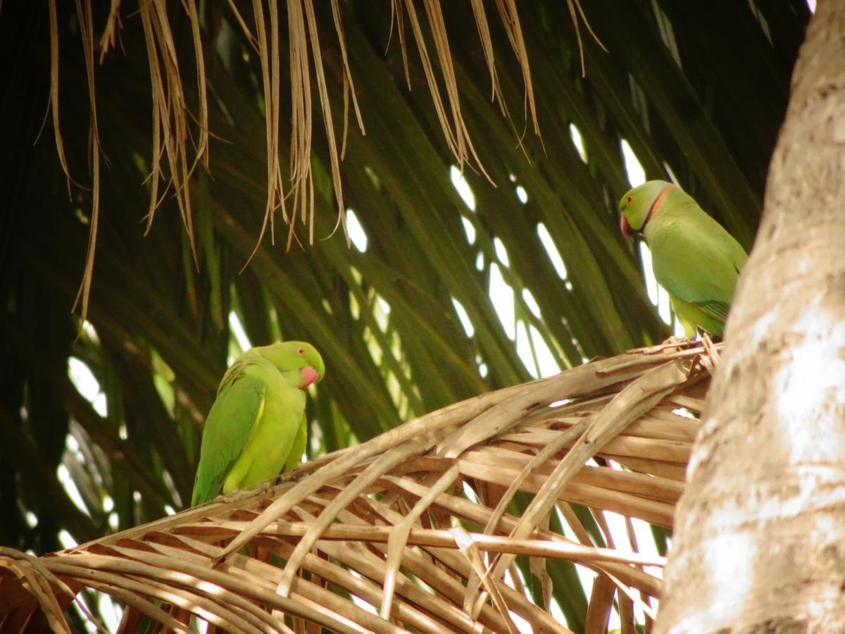 Hotel Grand Halabana Weerawila エクステリア 写真